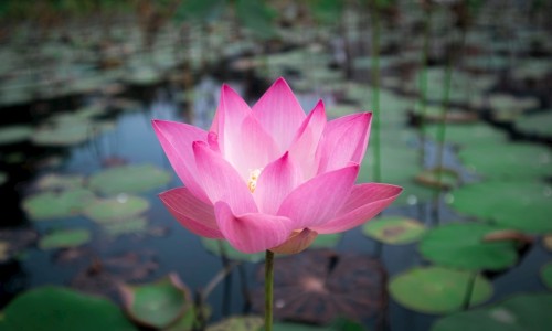 南极虾的做法-南极虾的营养价值和功效-南极虾的做法,中国南极熟虾的吃法网站
